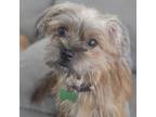 Adopt Tulip a Yorkshire Terrier, Mixed Breed