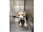 Adopt LUCILLE BALL a Dachshund, Mixed Breed