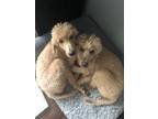 Adopt Kya a Standard Poodle
