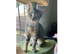 Adopt Audi a Domestic Short Hair, Tabby