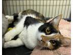 Adopt Rocky Road a Manx, Domestic Short Hair