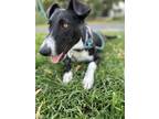 Adopt Blakie a Black Labrador Retriever, Border Collie
