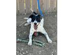 Adopt Dottie a Dalmatian, Australian Cattle Dog / Blue Heeler
