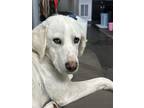 Adopt Babe a Great Pyrenees