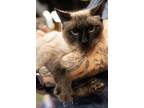 Adopt Lotus a Siamese