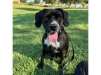 Adopt Tina a Beagle, Mixed Breed