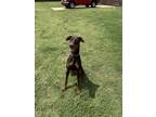Adopt Olivia a Doberman Pinscher