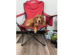 Adopt Daisy (Kaylin pup 5) a Coonhound