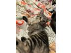 Adopt Brielle a Domestic Short Hair