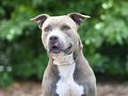 Adopt INDIA a Pit Bull Terrier