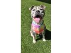 Adopt BETTY a Pit Bull Terrier