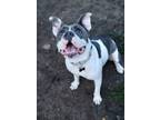 Adopt Maya a Pit Bull Terrier