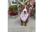 Adopt Gordita a Catahoula Leopard Dog, Beagle