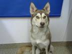 Adopt RUBY TUESDAY a Siberian Husky, Mixed Breed