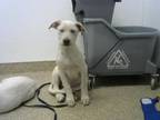 Adopt MESPRIT a Australian Cattle Dog / Blue Heeler, Mixed Breed