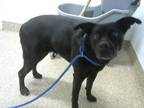 Adopt KYLIE a Labrador Retriever, Mixed Breed