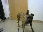 Adopt AUGUSTINE a Boxer, Mixed Breed