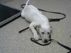 Adopt UXIE a Australian Cattle Dog / Blue Heeler, Mixed Breed