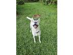 Adopt Sugar a Siberian Husky