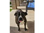 Adopt Lacie Mae a American Staffordshire Terrier, Staffordshire Bull Terrier