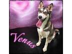 Adopt Venus a Husky