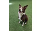 Adopt Maggie a Border Collie