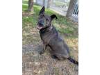 Adopt Hannah a German Shepherd Dog