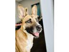 Adopt Daffodil a Basenji