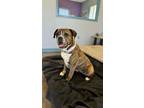 Adopt Brinley a Boxer