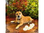Adopt Sadie a Shiba Inu, Australian Cattle Dog / Blue Heeler