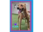 Adopt Clair a German Shepherd Dog, Labrador Retriever