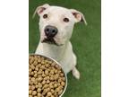 Adopt Dolly a Pit Bull Terrier, Labrador Retriever