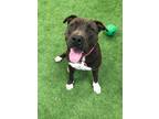 Adopt Sweetie a Pit Bull Terrier, American Staffordshire Terrier