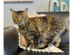 Adopt Twiggy a Domestic Medium Hair