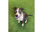 Adopt Sapphire a Pit Bull Terrier, Catahoula Leopard Dog