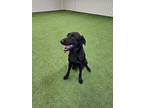 Adopt Naomi a Labrador Retriever