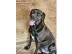 Adopt Lola a Labrador Retriever