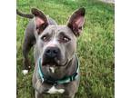Adopt Nadine a Pit Bull Terrier, American Staffordshire Terrier
