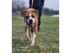Adopt Kiki a Boxer