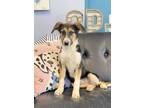 Adopt Susan a Australian Cattle Dog / Blue Heeler, German Shepherd Dog