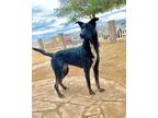 Adopt Ellie a Husky, German Shepherd Dog