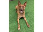Adopt Remy a Australian Cattle Dog / Blue Heeler