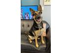 Adopt JoJo / Sparta a German Shepherd Dog