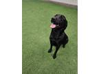 Adopt Wynonna a Labrador Retriever
