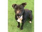 Adopt Ozzy a Pit Bull Terrier, American Staffordshire Terrier