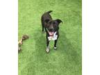 Adopt Lucy a Pit Bull Terrier, Australian Cattle Dog / Blue Heeler