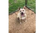 Adopt Gracie a American Staffordshire Terrier