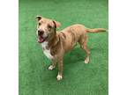 Adopt Puppy a Catahoula Leopard Dog, Staffordshire Bull Terrier