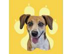Adopt Phoebe a Dachshund