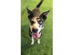 Adopt Penny a Catahoula Leopard Dog